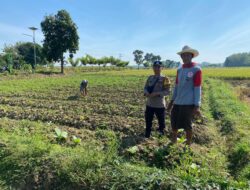Bhabinkamtibmas Polsek Kenduruan Polres Tuban Dukung Astacita, Cek Langsung Kebun Terong Warga Sokogrenjeng