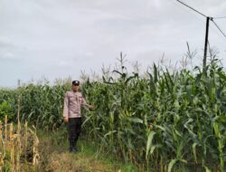 Polsek Plumpang Polres Tuban Turun Langsung Cek Tanaman Jagung Warga