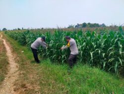 Bhabinkamtibmas Polsek Tuban Monitoring Lahan Jagung di Desa Kembangbilo, Dukung Program Ketahanan Pangan