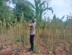 Polri Dukung Astacita, Polsek Palang Polres Tuban jagung milik Warga di Desa Dawung