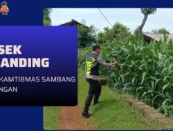 Polri Dukung Astacita, Polsek Semanding Polres Tuban Turun Cek Tanaman jagung milik Warga di Desa Kowang