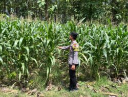 Polsek Senori Polres Tuban Melalui Anggota Bhabinkamtibmas Monitoring Tanaman Jagung Milik Warga Desa Wanglukulon Dukung Program Ketahanan Pangan