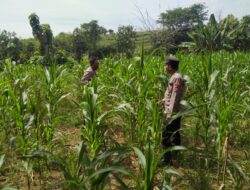 Polsek Plumpang Polres Tuban Turun Langsung Cek Tanaman Jagung Warga