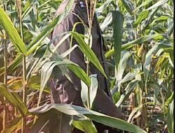 Polsek Widang Polres Tuban Pengecekan Tanaman Jagung Milik Warga