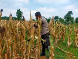 Polisi RW Polsek Tuban Monitoring Lahan Jagung di Kelurahan Perbon, Dukung Ketahanan Pangan Nasional