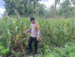 Personel Polsek Bangilan Laksanakan Monitoring Tanaman Jagung Dukung Ketahanan Pangan
