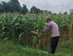 Polri mendukung Program ASTACITA, Petugas Polmas Polsek Parengan Polres Tuban sambang lokasi tanaman jagung di Desa Sukorejo Kec. Parengan