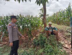 Polsek Montong Polres Tuban Turun Cek Tanaman jagung Warga di Desa Pakel