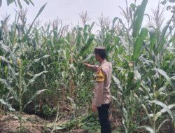 Polsek Singgahan Polres Tuban Turun Cek Tanaman jagung Warga di Desa Mulyorejo