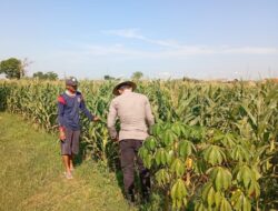 Polri Dukung Astacita, Polsek Jenu Polres Tuban jagung milik Warga di Desa Kaliuntu