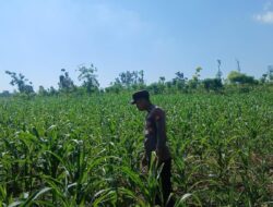 Polsek Tambakboyo Polres Tuban Turun Cek Tanaman jagung Warga di Desa Dasin