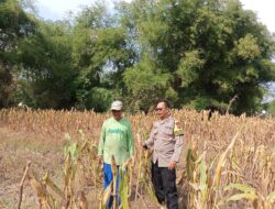 Polisi RW Polsek Senori Polres Tuban Monitoring Tanaman Jagung Milik Warga Desa Medalem Dukung Program Ketahanan Pangan