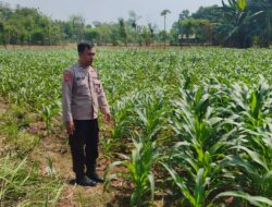 Polri Dukung Astacita, Polsek Merakurak Polres Tuban Turun Cek Tanaman Jagung Warga di Desa Tahulu
