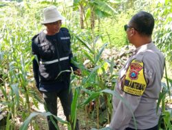 Bhabinkamtibmas Polsek Tuban Monitoring Lahan Jagung, Wujud Nyata Dukung Ketahanan Pangan Nasional