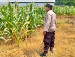Polsek Plumpang Polres Tuban Turun Langsung Cek Tanaman Jagung Warga
