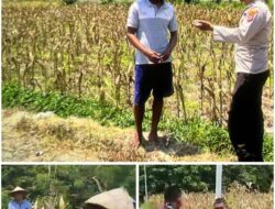 Polsek Soko polres Tuban Polda Jawa Timur Bergerak! Dukung Penuh Swasembada Pangan Presiden Prabowo Melalui Pendampingan Petani
