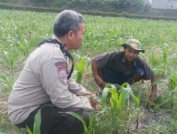 Polsek Batulayar Turun ke Ladang, Dorong Produktivitas Petani Sandik