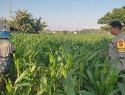 Kawal Swasembada Pangan, Polsek Labuapi Edukasi Petani Jagung Kuranji Dalang