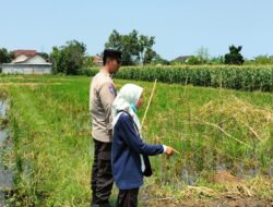 Polri Turun ke Sawah Labuapi, Dorong Produktivitas Petani Desa