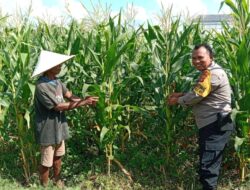 Kunci Sukses Petani Jagung Lombok Barat Genjot Ketahanan Pangan yang Didampingi Langsung oleh Polri