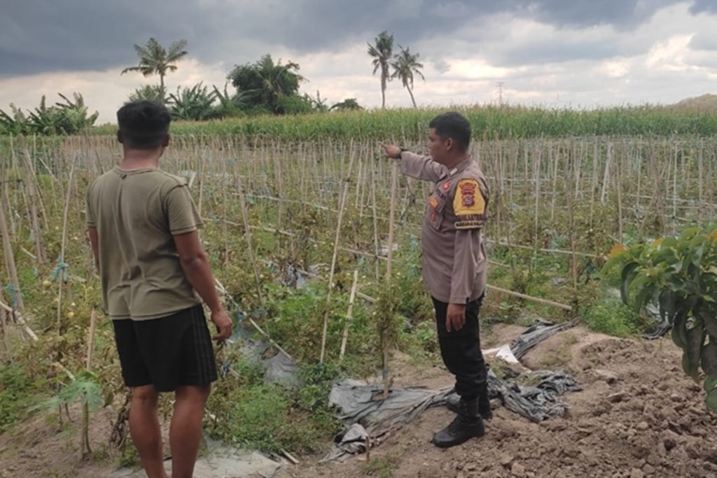 Cara Bhabinkamtibmas Lombok Barat Edukasi Petani Melejitkan Hasil Panen