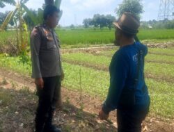 Polsek Labuapi Turun ke Sawah, Dorong Swasembada Pangan Petani