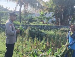Polisi Labuapi Turun ke Kebun Jagung Dorong Ketahanan Pangan