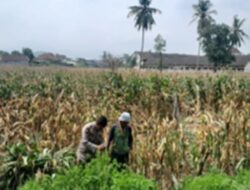 Polsek Gerung Turun ke Sawah, Edukasi Petani Jagung Taman Ayu