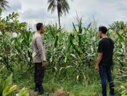 Bhabinkamtibmas Desa Labuapi Turun ke Sawah, Sukseskan Ketahanan Pangan