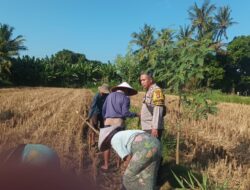 Bhabinkamtibmas Desa Sandik Bantu Petani Jagung Kejar Swasembada Pangan
