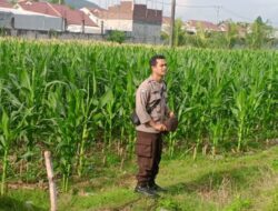 Aksi Bhabinkamtibmas Desa Bengkel Sukseskan Panen Jagung