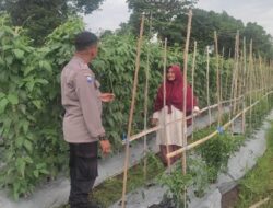 Sinergi Polsek Labuapi dan Petani Kuranji Dalang Jaga Stabilitas Pangan