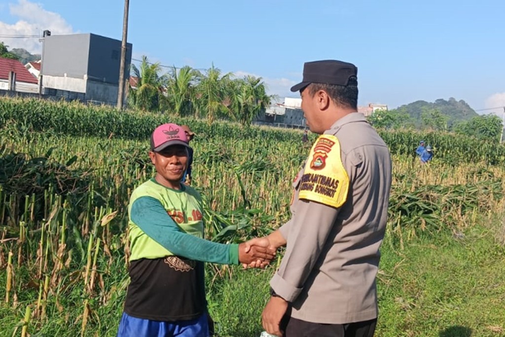 Menjelang Fase Generatif Tanaman Jagung, Ini Aksi Bhabinkamtibmas Amankan Ketahanan Pangan Nasional