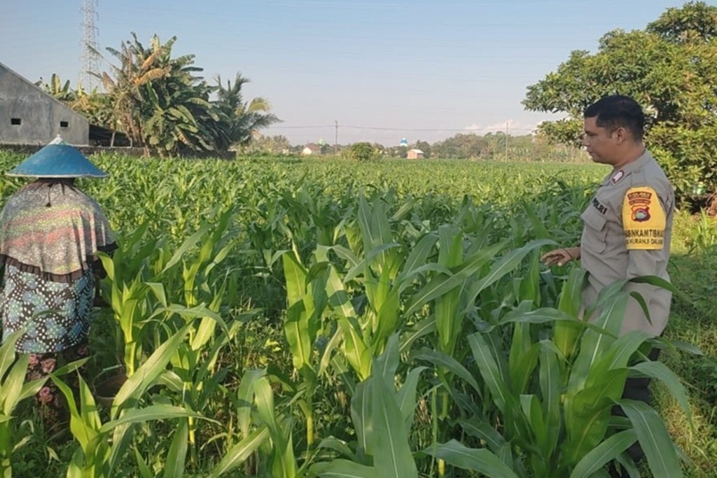 Menatap Swasembada Cara Polsek Labuapi Jaga Ketahanan Pangan Lewat Pendampingan Intensif Petani Jagung