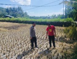Kawal Ketahanan Pangan, Bhabinkamtibmas Turun Langsung ke Sawah Amankan Musim Tanam Ketiga