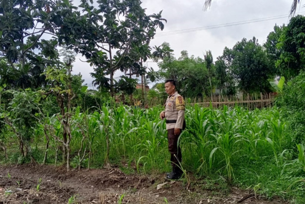 Dukung Ketahanan Pangan, Polsek Labuapi Intensifkan Pendampingan Petani Jagung