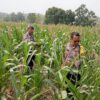 Polsek Kenduruan Polresta Tuban Dukung Ketahanan Pangan Nasional, Cek Perkembangan Tanaman Jagung Warga
