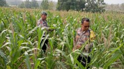Polsek Kenduruan Polresta Tuban Dukung Ketahanan Pangan Nasional, Cek Perkembangan Tanaman Jagung Warga