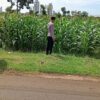 Polsek Tambakboyo Monitoring Lahan Jagung, Wujudkan Ketahanan Pangan di Wilayah