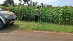Polsek Tambakboyo Monitoring Lahan Jagung, Wujudkan Ketahanan Pangan di Wilayah