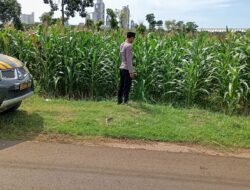 Polsek Tambakboyo Monitoring Lahan Jagung, Wujudkan Ketahanan Pangan di Wilayah