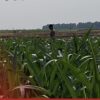 Mendukung Program Ketahanan Pangan, Bhabinkamtibmas Monitoring Pertumbuhan Jagung