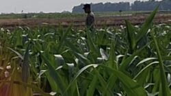 Mendukung Program Ketahanan Pangan, Bhabinkamtibmas Monitoring Pertumbuhan Jagung