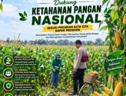Polsek Soko Polresta Tuban Turun Langsung Cek Tanaman Jagung Warga
