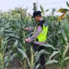 Polri Dukung Astacita, Polsek jenu Polres Tuban Turun Cek Tanaman Jagung Warga di Desa mentoso