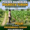 Polsek Bangilan Dukung Ketahanan Pangan, Pantau Perkembangan Tanaman Jagung