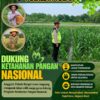Polri Dukung Astacita, Polsek Rengel Polresta Tuban Turun Cek Tanaman Jagung Warga di Desa Rengel