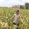 Dukung Program Astacita Presiden, Polisi Polsek Kenduruan Polresta Tuban Cek Perkembangan Tanaman Jagung Warga