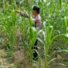 Cek Langsung ke Lahan, Polsek Tambakboyo Dukung Ketahanan Pangan Jagung di Tuban