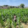 Polri Dukung Astacita, Polsek Grabagan Polresta Tuban Turun Cek Tanaman jagung milik Warga di Desa Grabagan